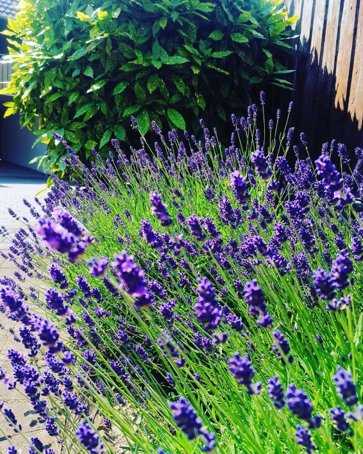 Ferienwohnung Lavanda Rust Exteriör bild